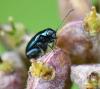 Altica sp.